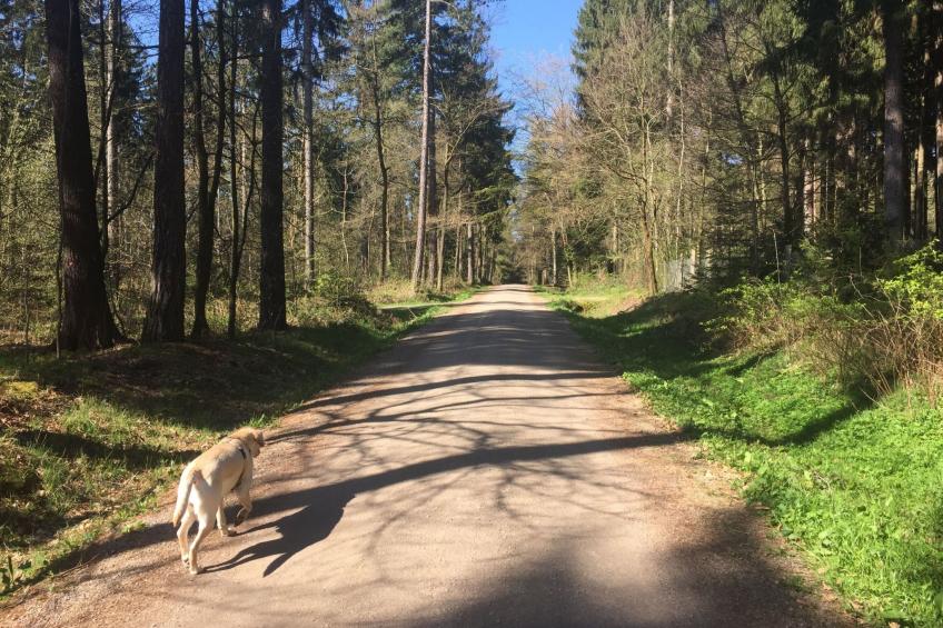 Waldhütte - foto 38