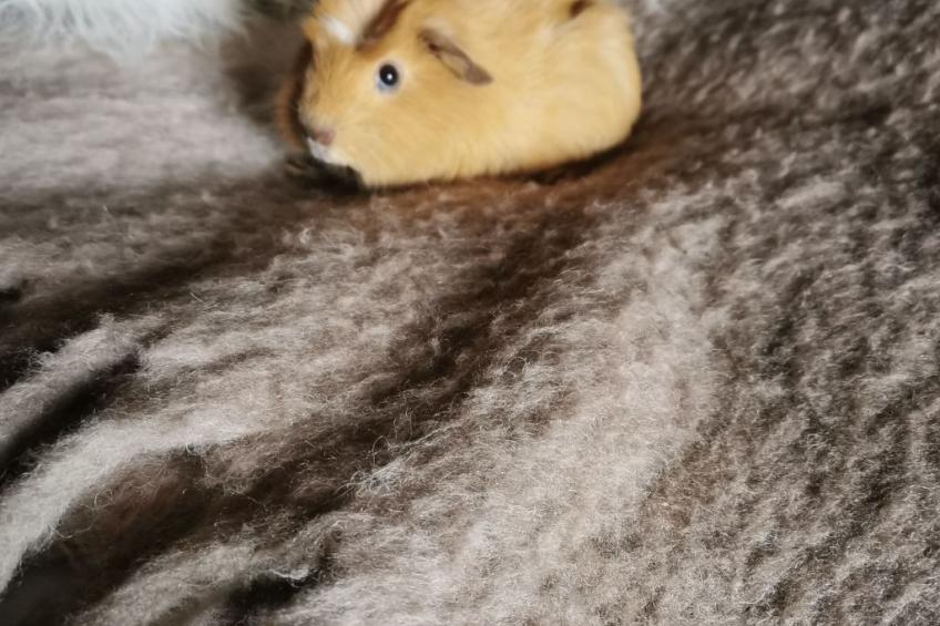 Pleine Nature in der Bretagne - foto 23