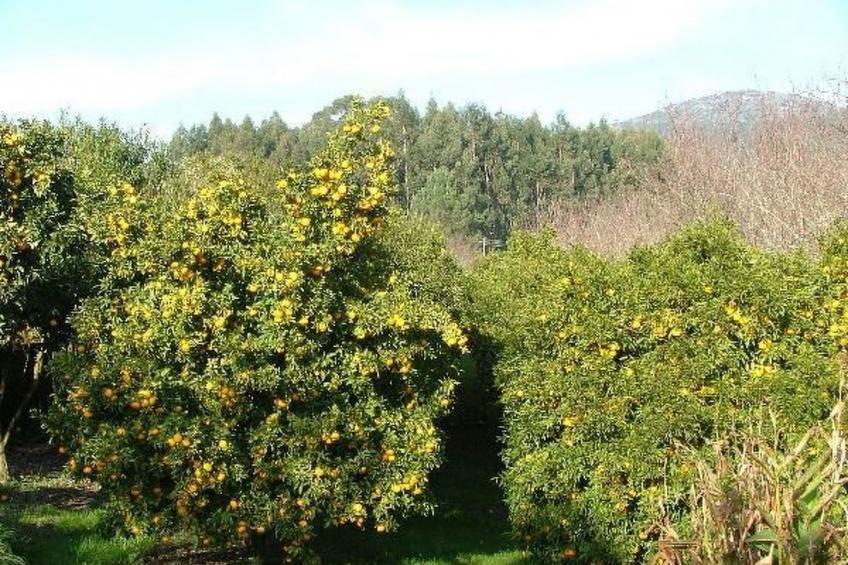 Finca "Quinta do Bento Novo" - foto 13