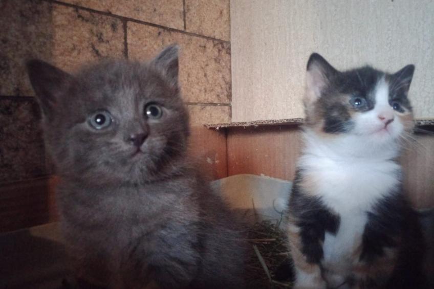 Ferien Alpsteinblick - foto 10