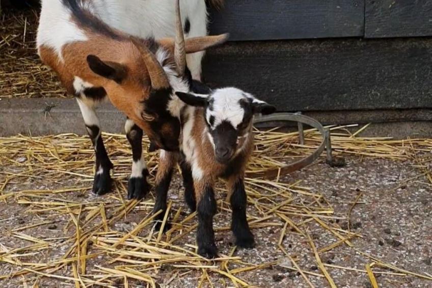 Landelijk Utrecht - foto 30