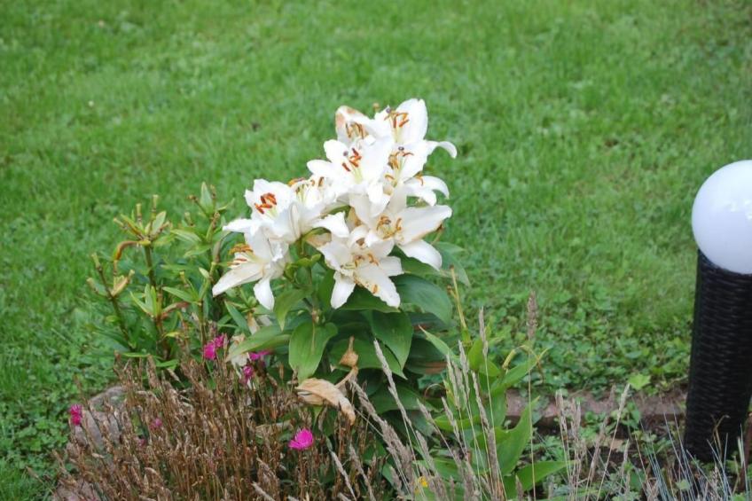 FeWo Nr 1 Harztor - foto 16