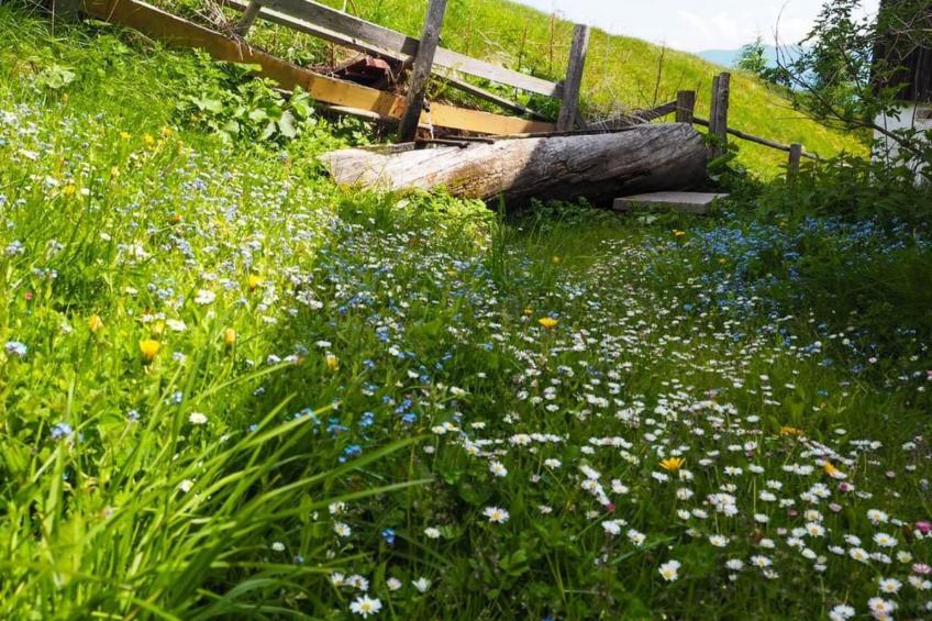 Almhütte Enzian - foto 32