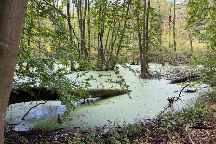 Landurlaub Mecklenburgische Seenplatte b. Waren Müritz - foto 28