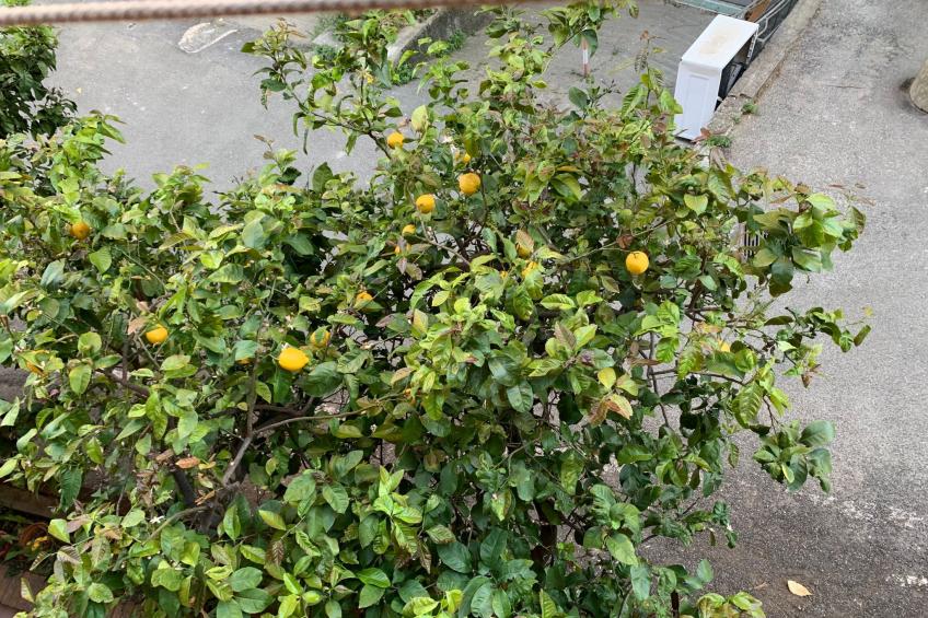 Wohnung 'Sonnenblume' mit Balkon - foto 13