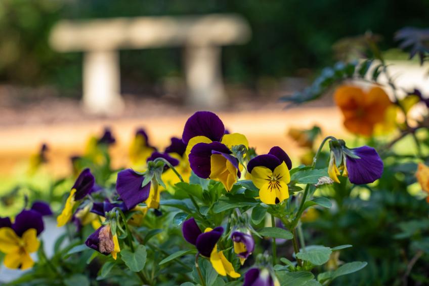 The Annexe at Rosebud Cottage - foto 12