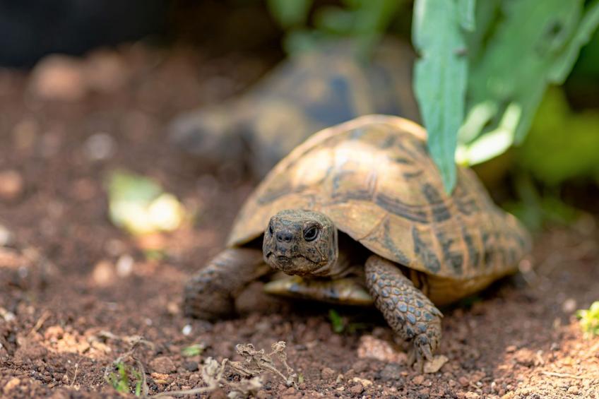 Ferienvilla "Laurus" mit Blick auf das Wasser - foto 43