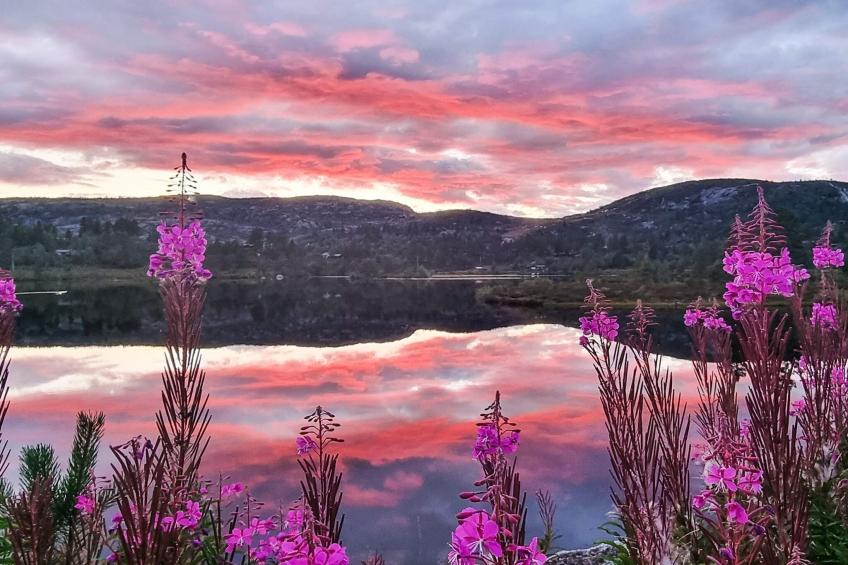 PANORAMAVEI HYTTENR 594 BORTELID - foto 3