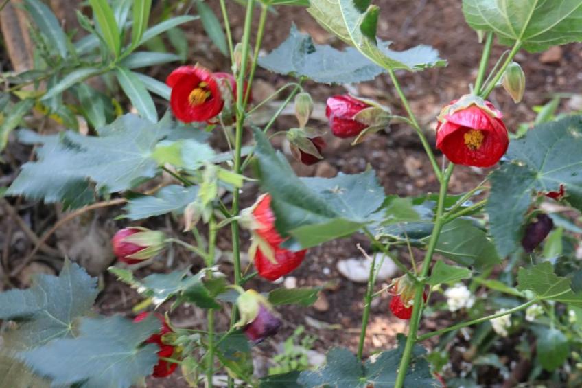 Wohnung "Mesomax RDC" in Strandnähe mit Meerblick - foto 43