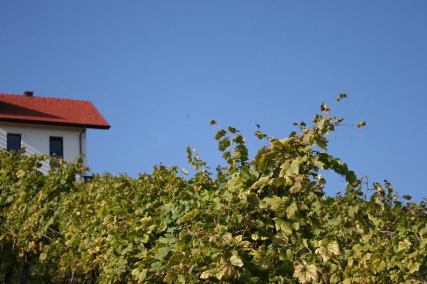 Rebenchalet - foto 19