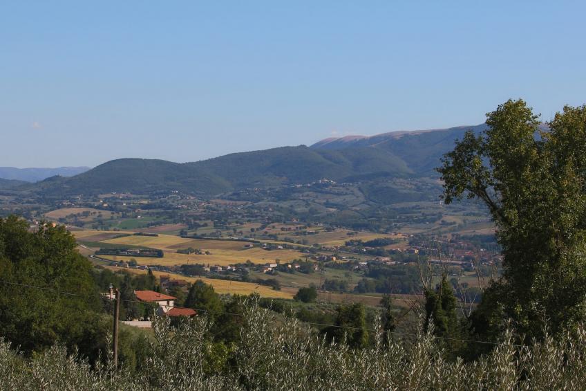 Glicine - foto 39