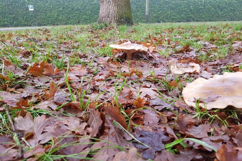 Vakantiepark Klein Vink 25 - foto 36