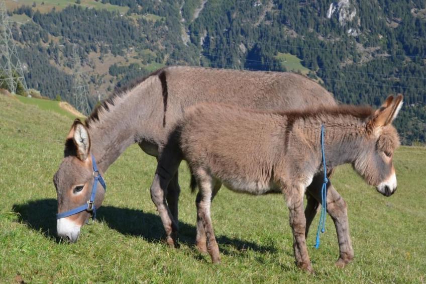 Biohof Furn - foto 22