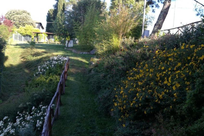 Flache Kornblume - foto 26