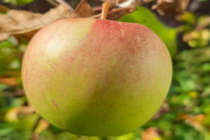 Vakantiewoning, Hornberg - foto 16