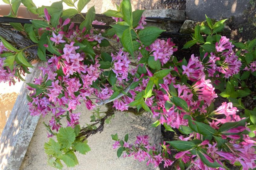 Castelnaud in Sainte-Mondane - foto 33