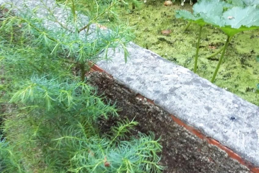 Quinta D'Avó Amélia, wunderschönes Landhaus zwischen den Bergen und dem Meer - foto 34