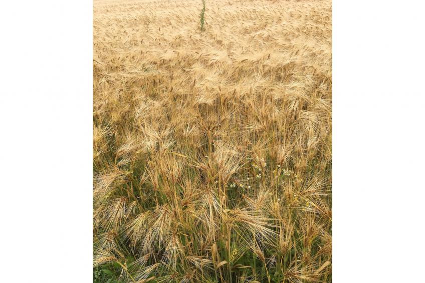 De Biezenpolder - foto 36