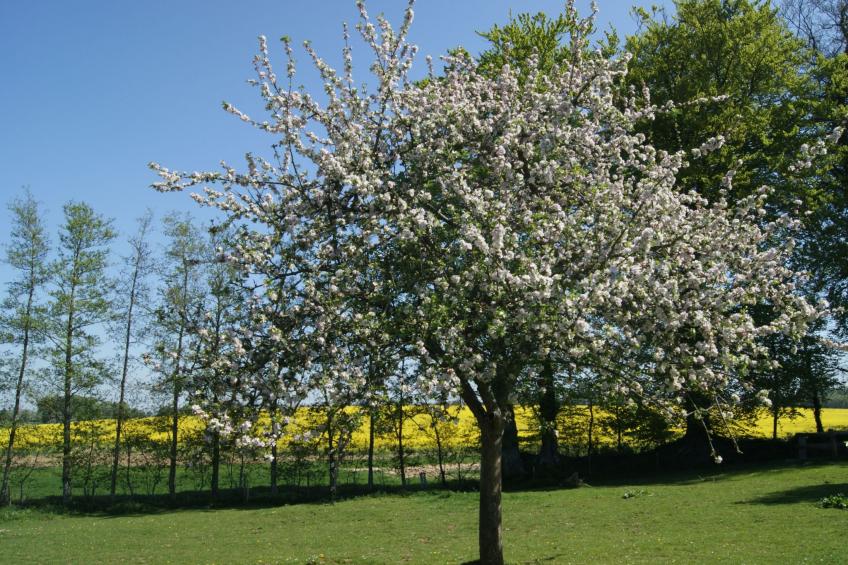Charmante normannische Ferienwohnung Les chataigniers 2 Zimmer - foto 17