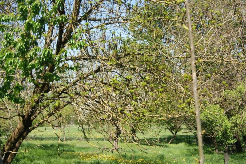 Chalet - LA HOUBE DABO - foto 41