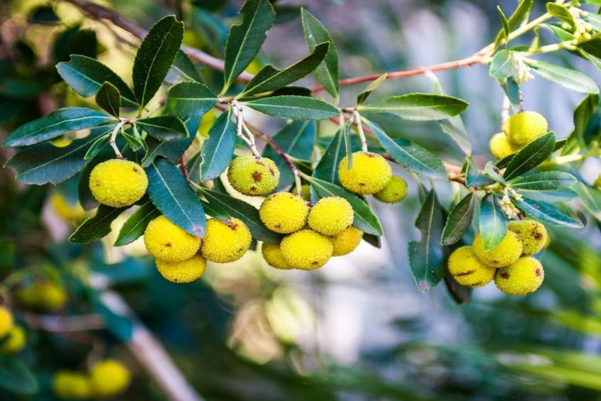 "Haus Gluscevic" direkt am Strand - foto 44