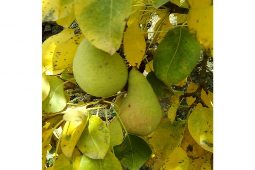 Traditionelles kanarisches Landhaus - foto 46