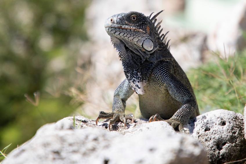 Poolside Bliss - Tropische Erholung im Paradise Apartment 3 - foto 3