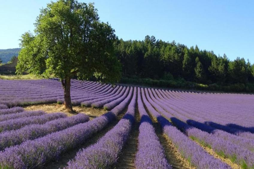 Villa Belle Suzette - foto 32