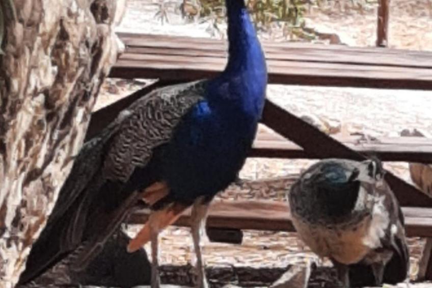 Gemütliches Ferienhaus in Almogía mit Garten - foto 14