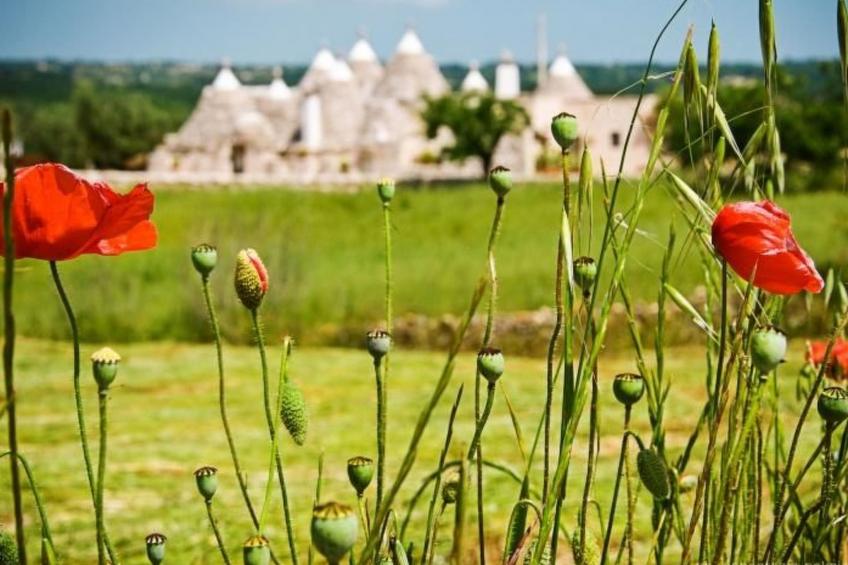 Kirschbaum Trullo, Entspannung und Essen und Wein - foto 49