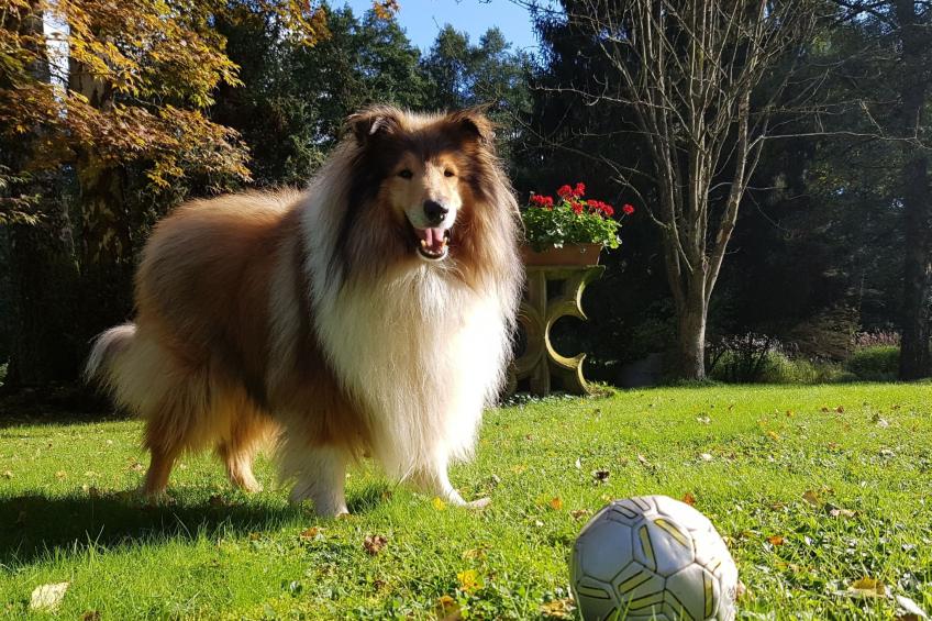 Ferienvilla mit eigener Sauna - foto 29