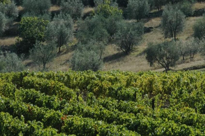 Wohnung in Figline Valdarno mit Gemeinschaftspool - foto 17