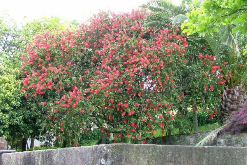 Finca "Quinta do Bento Novo" - foto 23