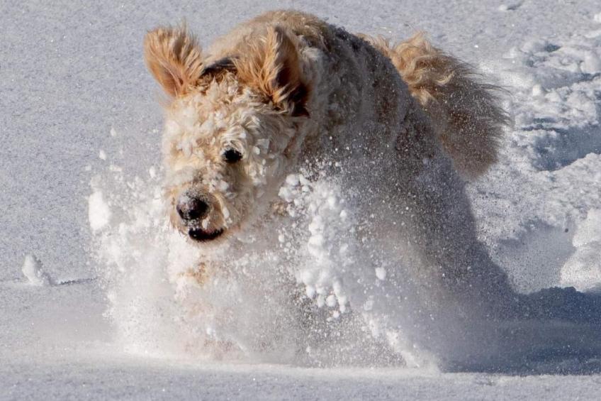 Amazing Chalet | Heidiland | Pool & Sauna - foto 67