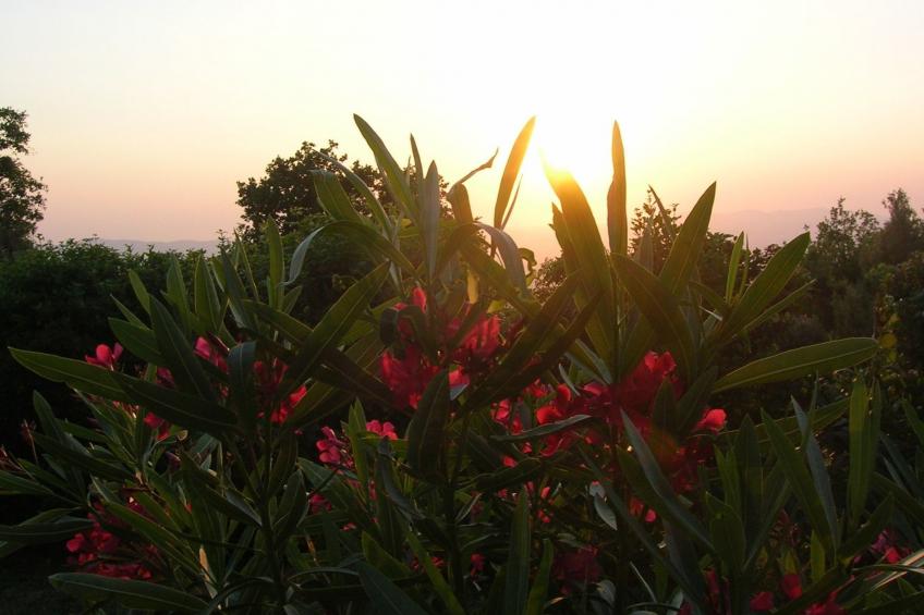Ein-Zimmer-Wohnung 'Ligoracce - foto 4