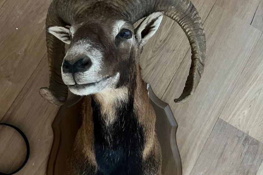 Chalet von 170m2 in Villard reculas, auf dem Gebiet von Alpe d'Huez - foto 43