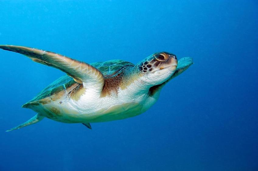 Delfin 101B 1d - foto 35