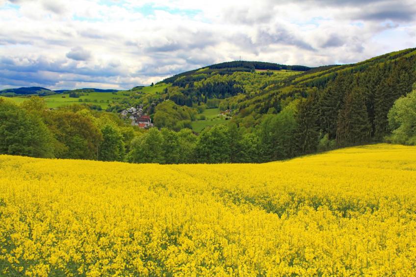 Blokhuis Winterberg Tulp - foto 13