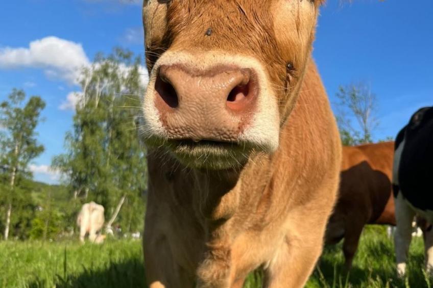 Wandlhof Ferienwohng - foto 13