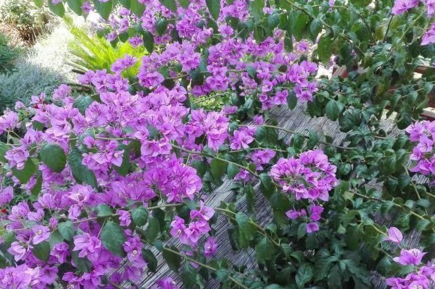 Gemütliche Ferienwohnung für drei Personen - foto 12