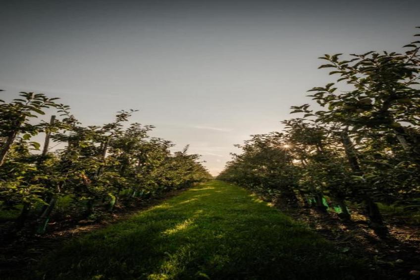 Halseweg 54 - foto 35