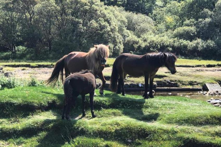 Little Dunley - Virginia Cottage - foto 11