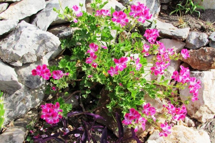 Haus Jakov direkt am Meer - Insel Hvar - foto 39