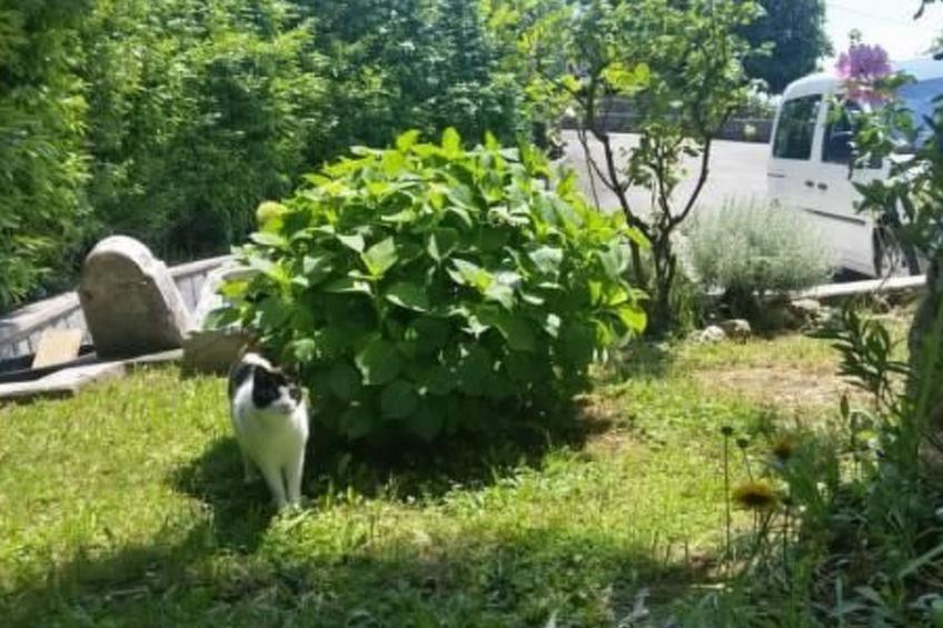 Gemütliche Wohnung Andrea in Opatija - foto 46