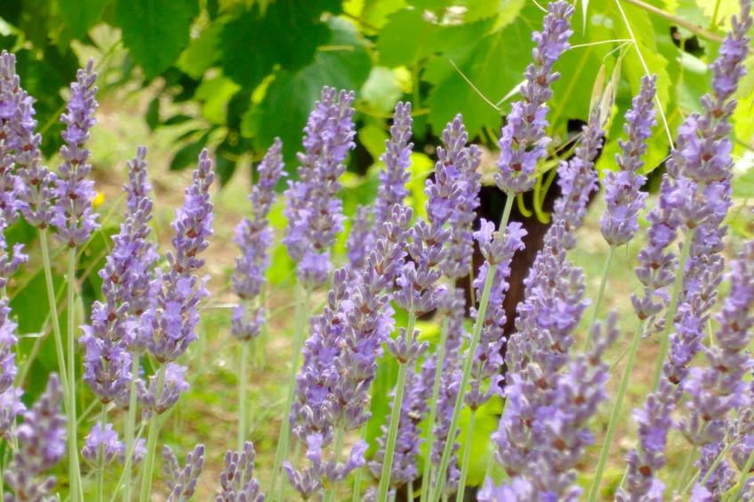 Noelie rez de jardin - foto 21