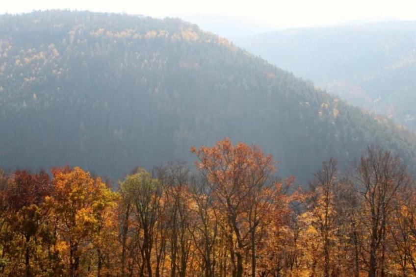 Fewo Natur und Kunst - foto 36