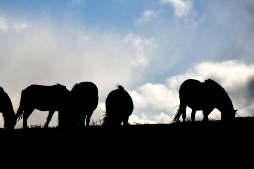 Netley Hall - Poppy - foto 24