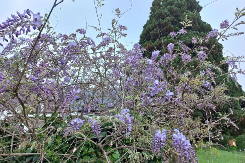 Villa Nonna - foto 8