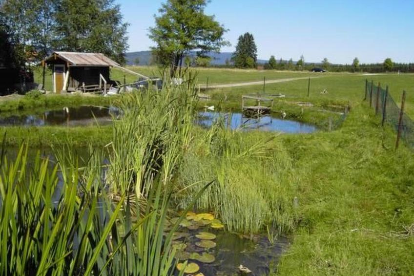 Wohnung in Haidmühle mit Terrasse und Garten - foto 15