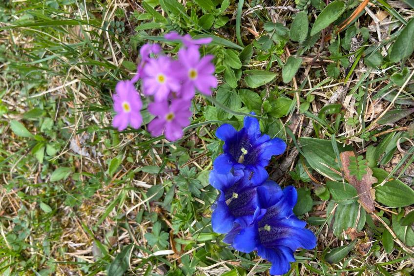 Haus Rosenwirth - foto 16